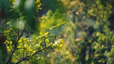 energy stocks expected growth